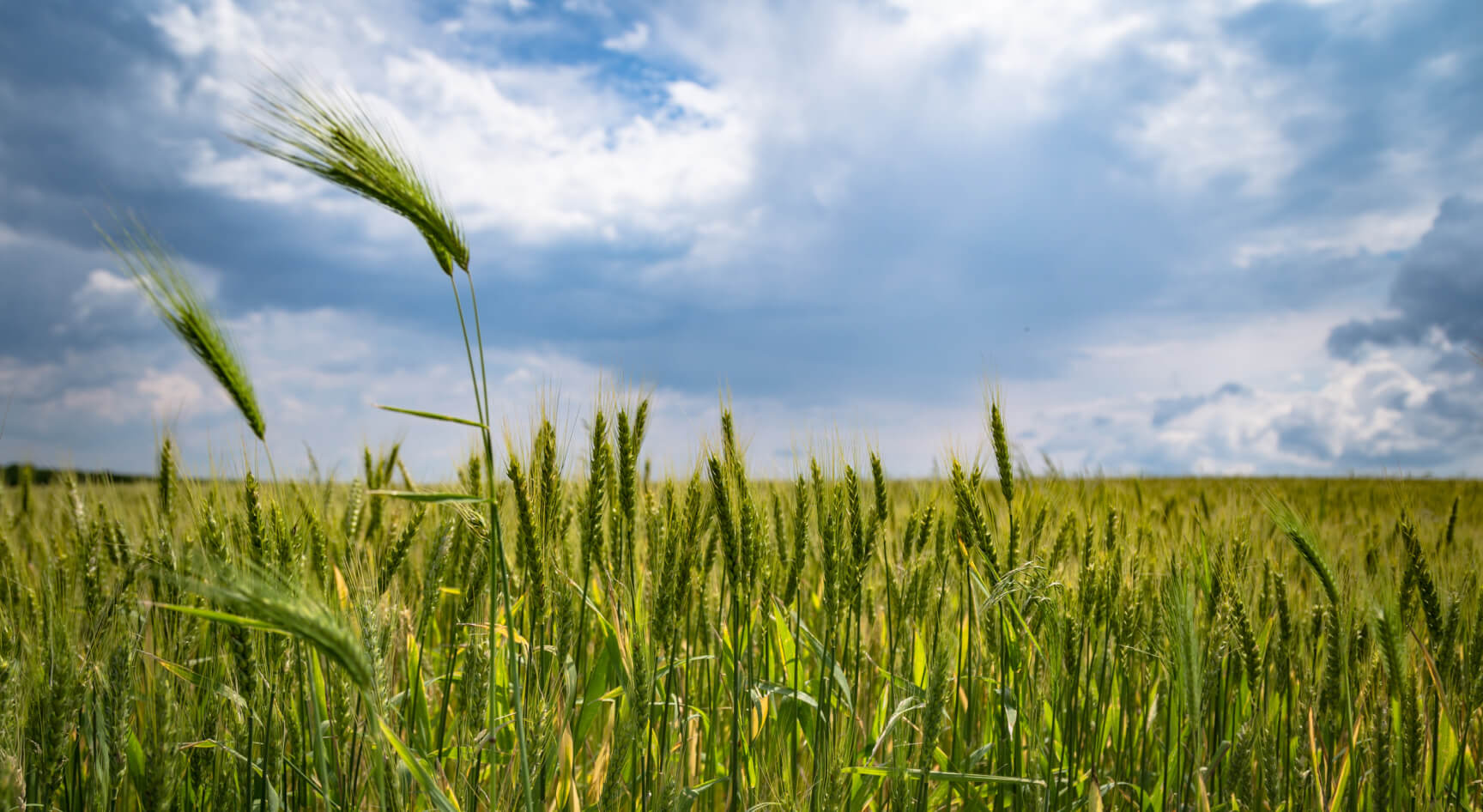 IPM Institute's Baillie Stein Promoted to Drive Sustainability Across Major Food Supply Chains 