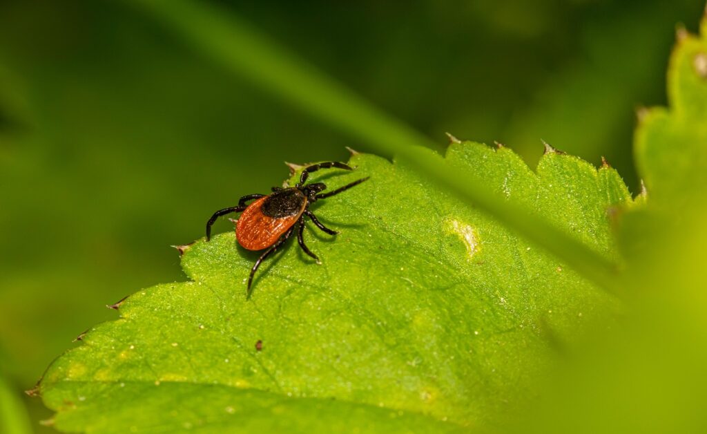 Ixodes scapularis by Erik Karits