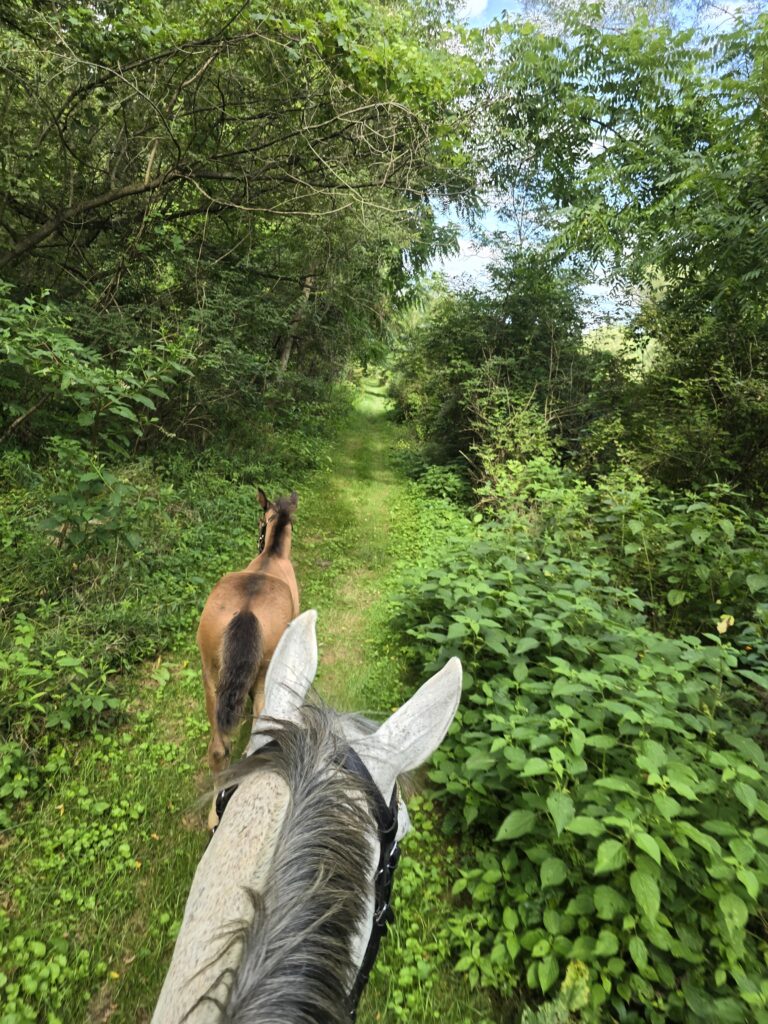 Wooded edges and brushy trails are prime tick habitat. Horses ridden or turned out near them face higher exposure.