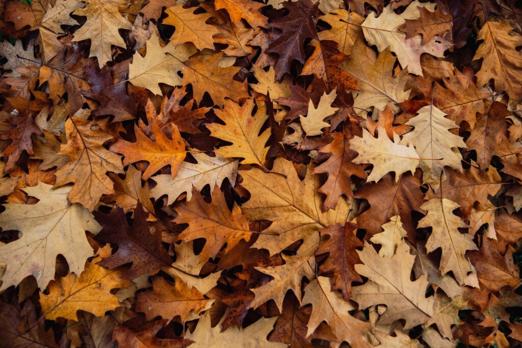 wal_172619-fallen-leaves-5687262